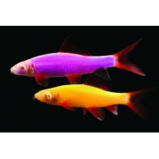 Лабео Glofish ассорти